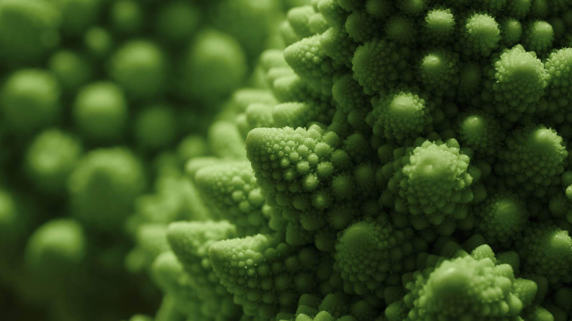 Romanesco